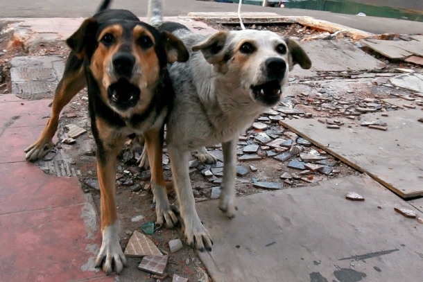 Стая агрессивных собак нападает на ростовчан в районе Темерник