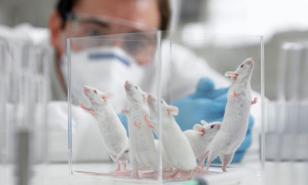 Крыс научили определять диагноз у пациентов на ранних стадиях
