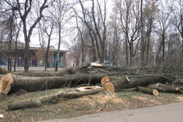 10% деревьев в Ростове признаны здоровы, а 90% опасны для окружающих
